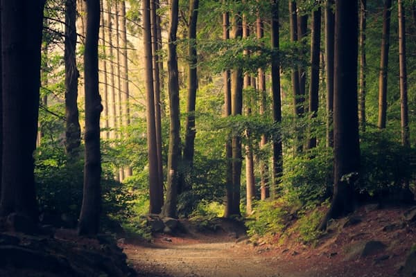 Forestier